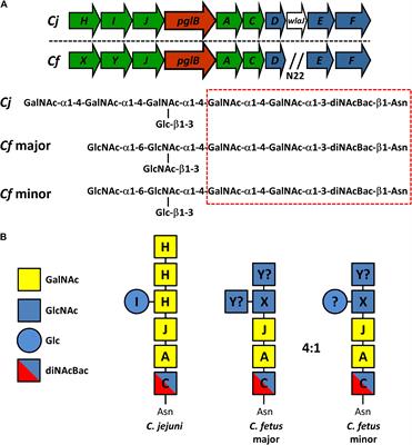 Influence of Protein Glycosylation on Campylobacter fetus Physiology